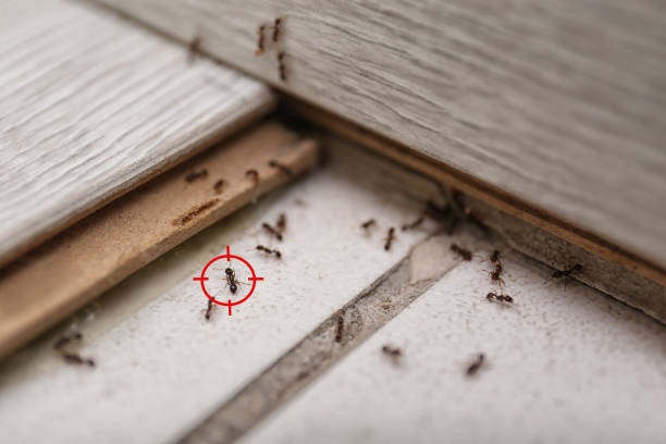 Best Emergency Pest Control  in Decatur, MS
